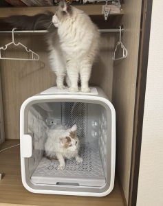ネコ洗い