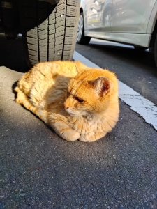 健康の為やっている事