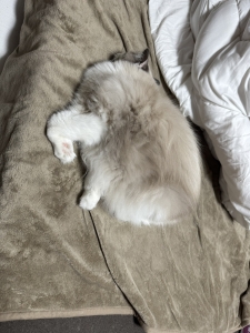 どういう形！？